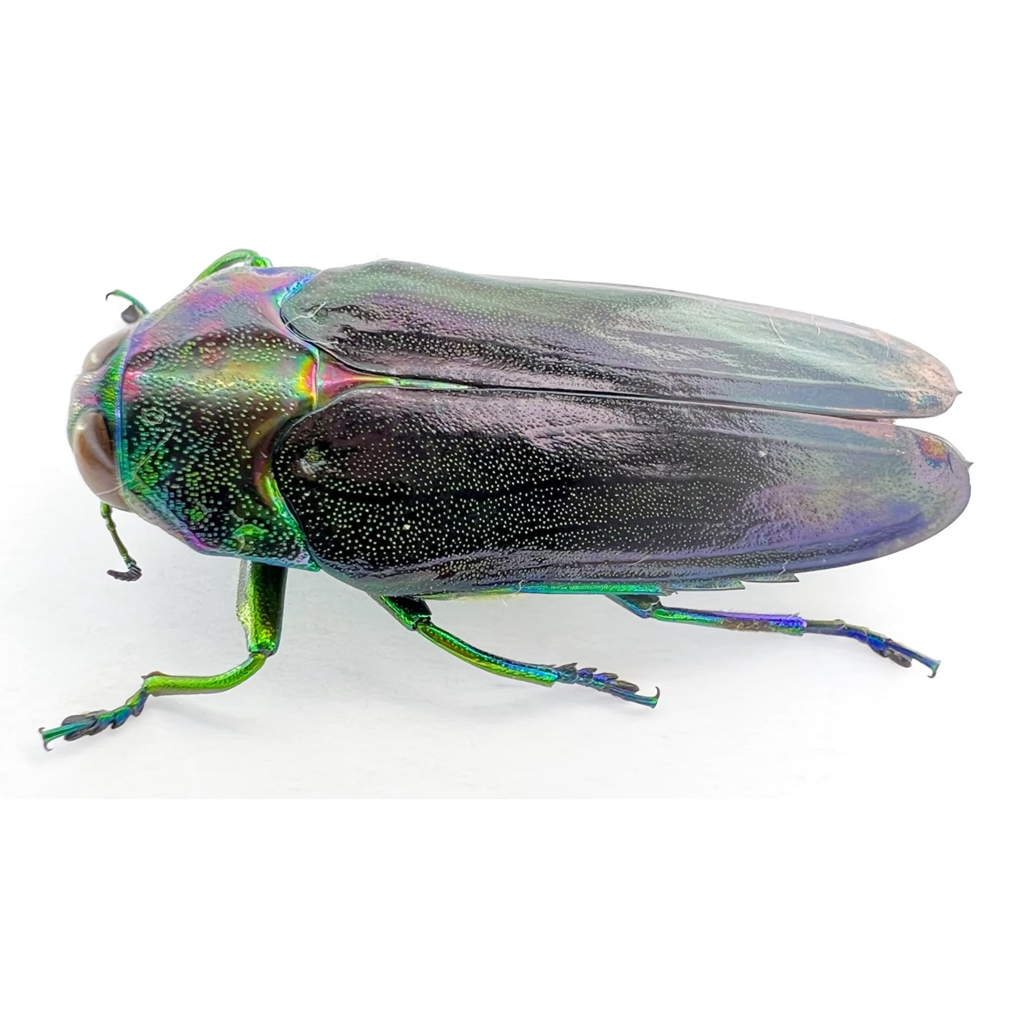Colobogaster quadridentata