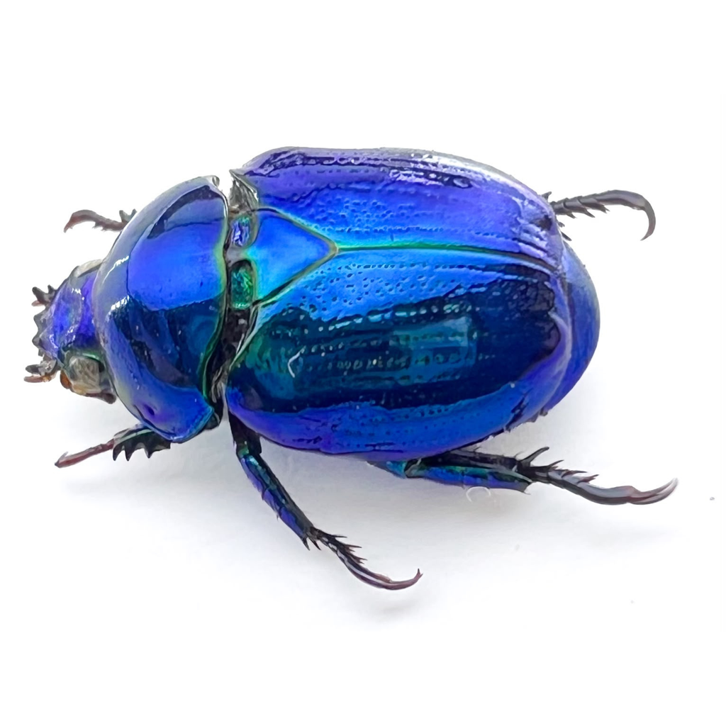 Microrutela campa  "BLUE"