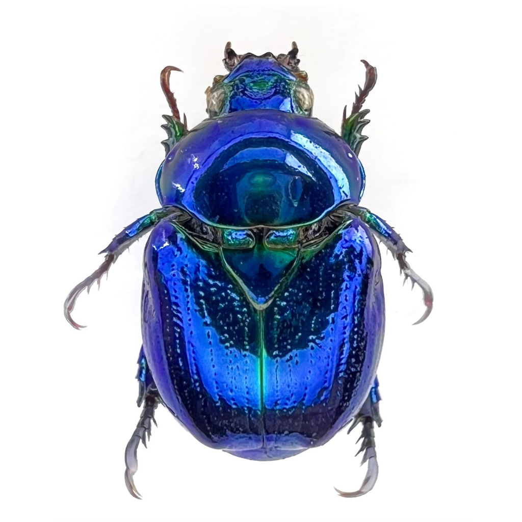 Microrutela campa  "BLUE"