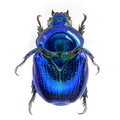 Microrutela campa  "BLUE"