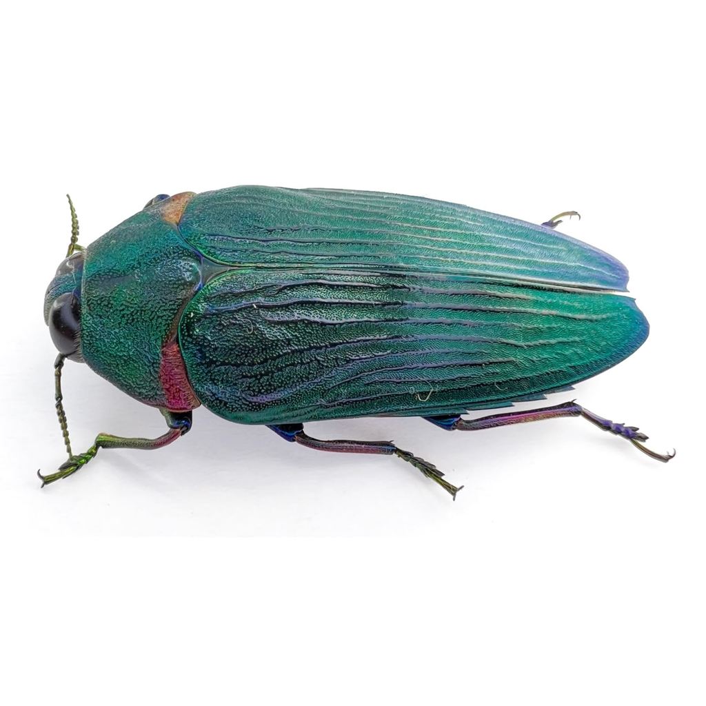 Colobogaster resplendens