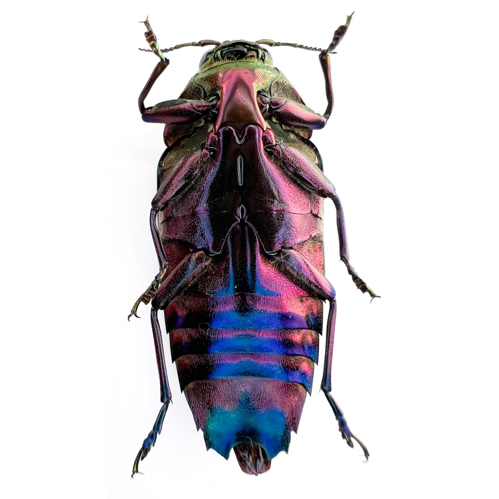 Colobogaster resplendens