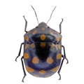 Pachycoris sp? FROM ÓBIDOS