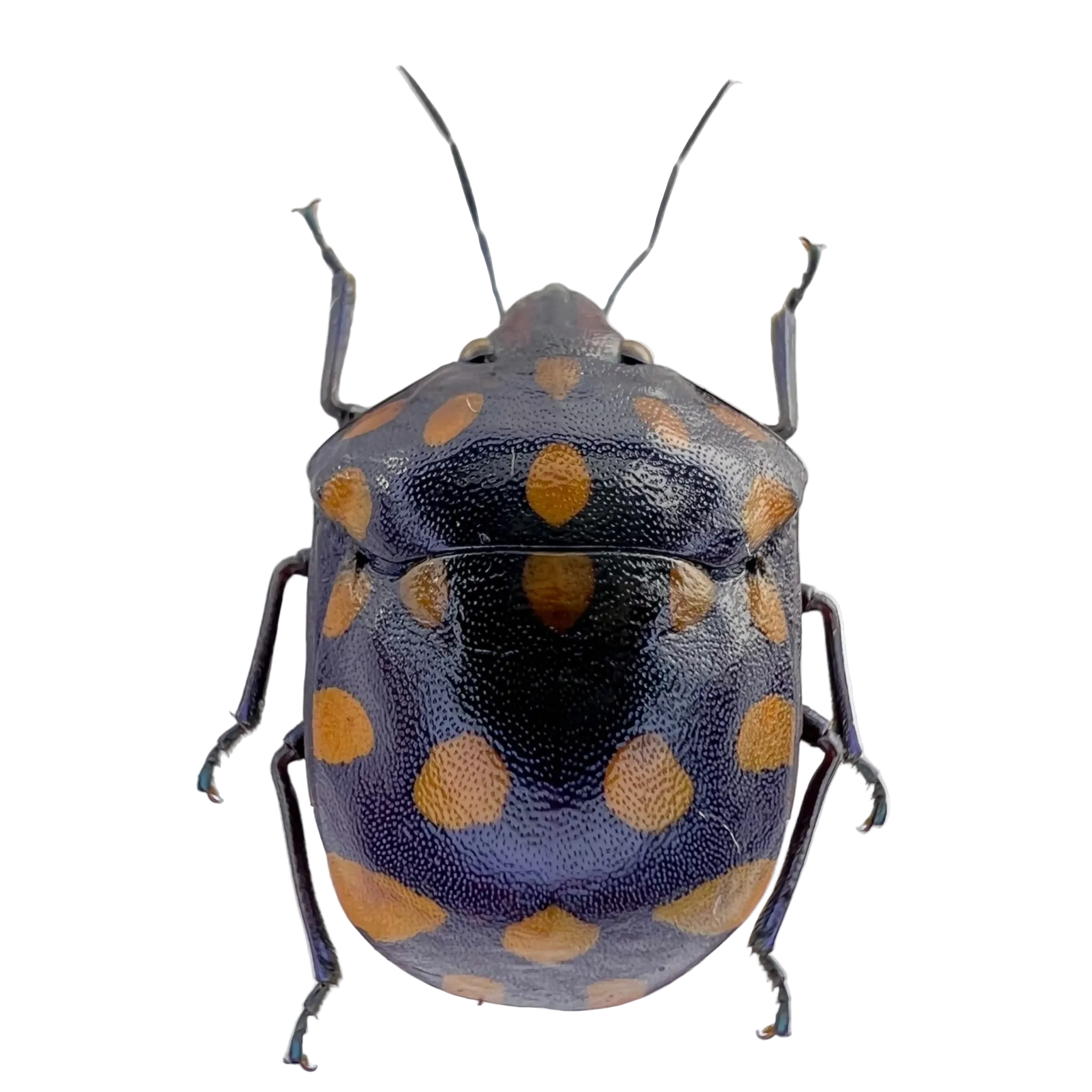 Pachycoris sp? FROM ÓBIDOS