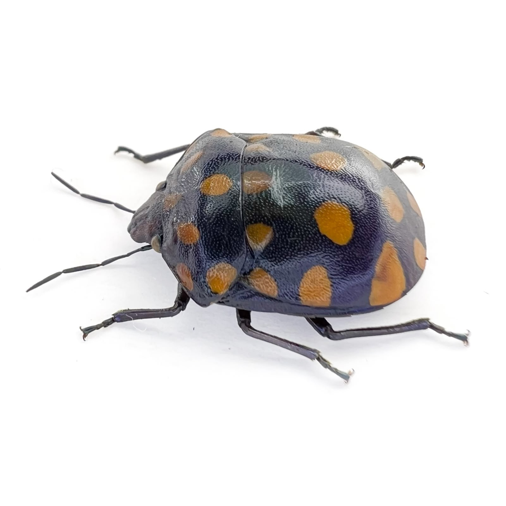 Pachycoris sp? FROM ÓBIDOS