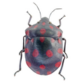 Pachycoris sp? FROM ÓBIDOS
