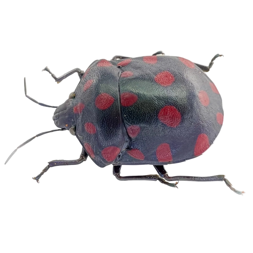 Pachycoris sp? FROM ÓBIDOS