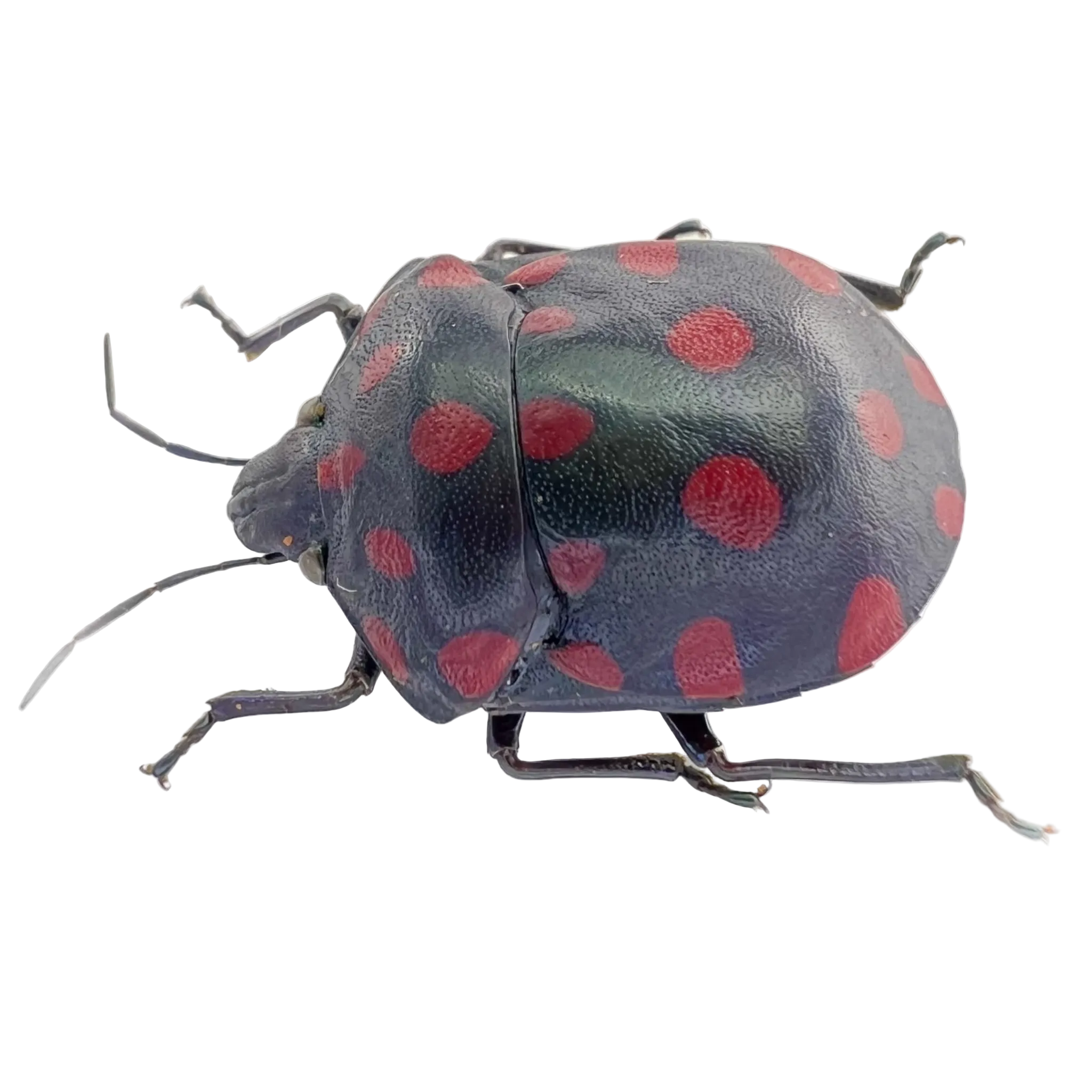 Pachycoris sp? FROM ÓBIDOS