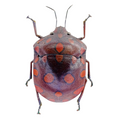 Pachycoris sp? FROM ÓBIDOS