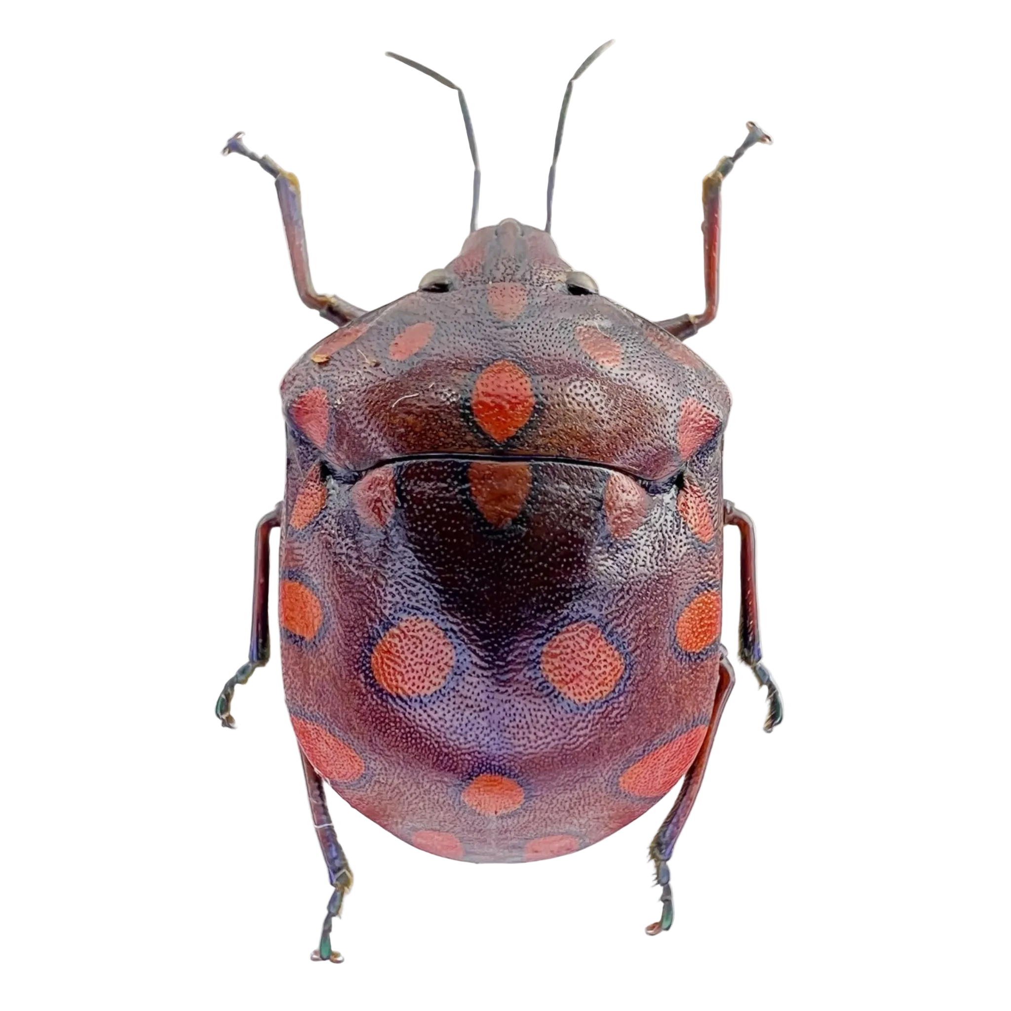 Pachycoris sp? FROM ÓBIDOS