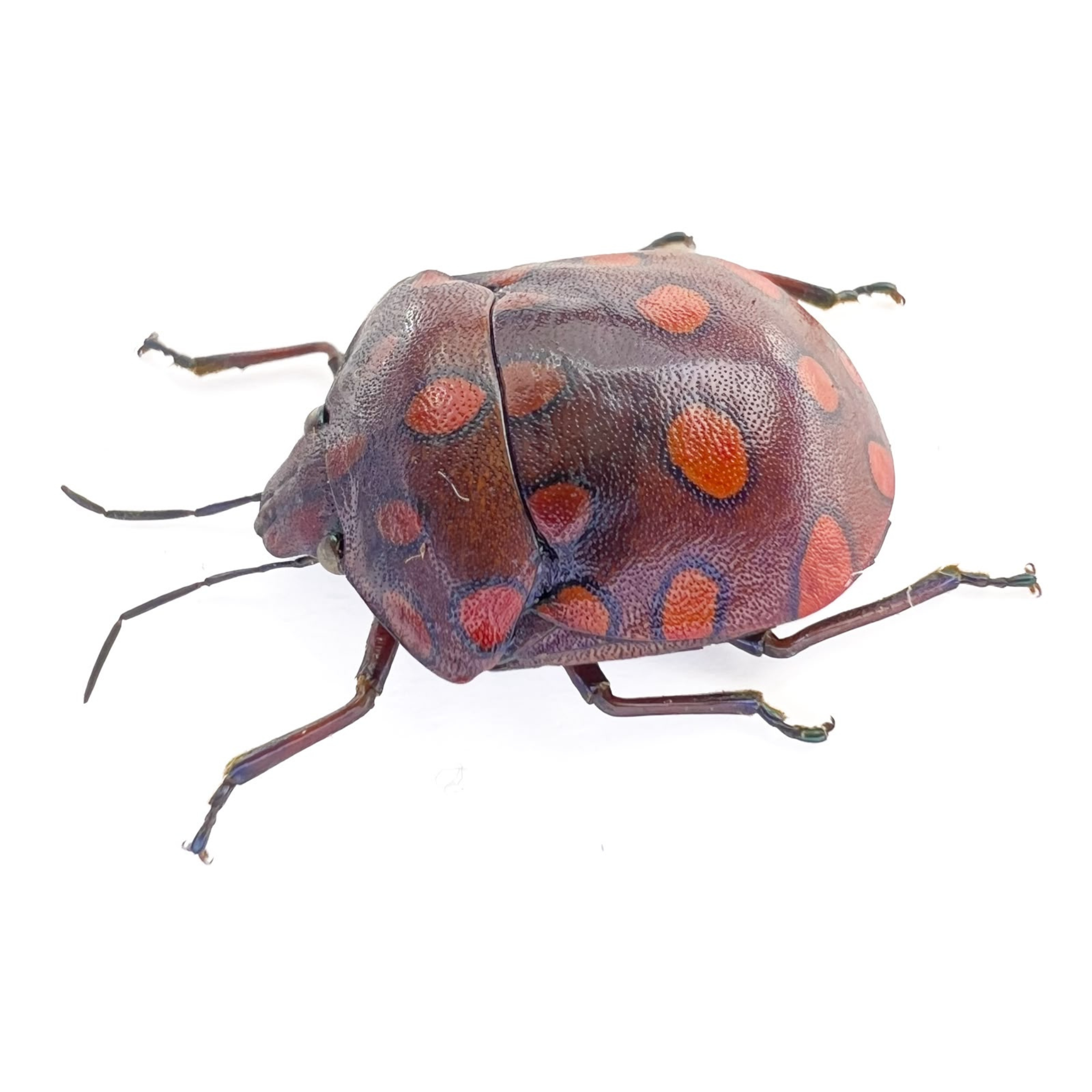 Pachycoris sp? FROM ÓBIDOS