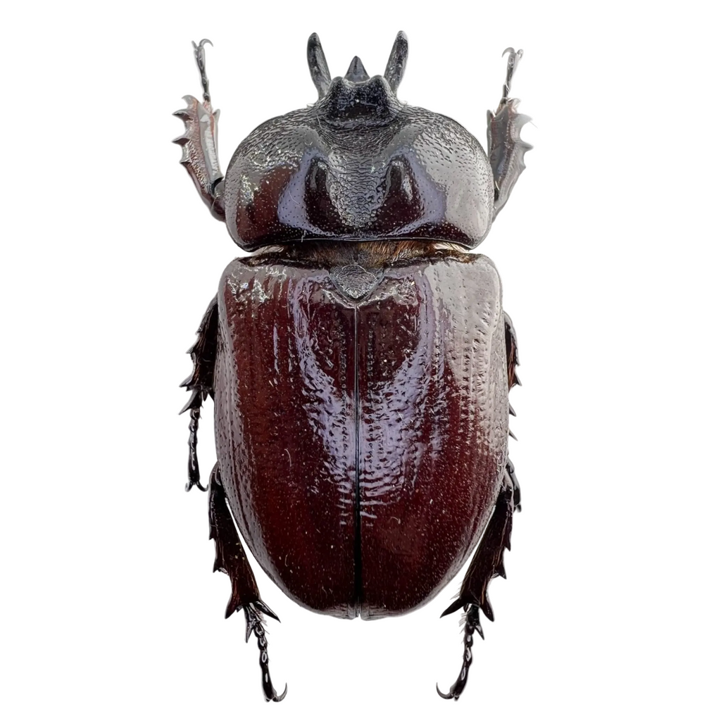 Homophileurus waldenfelsi