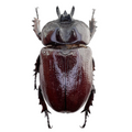 Homophileurus waldenfelsi
