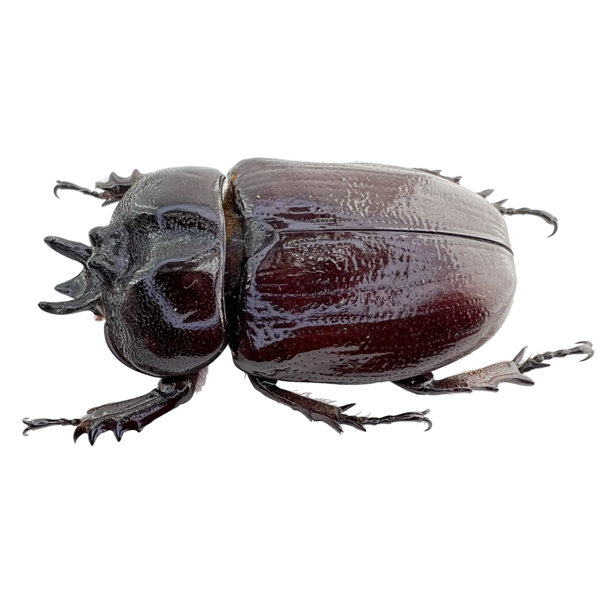 Homophileurus waldenfelsi