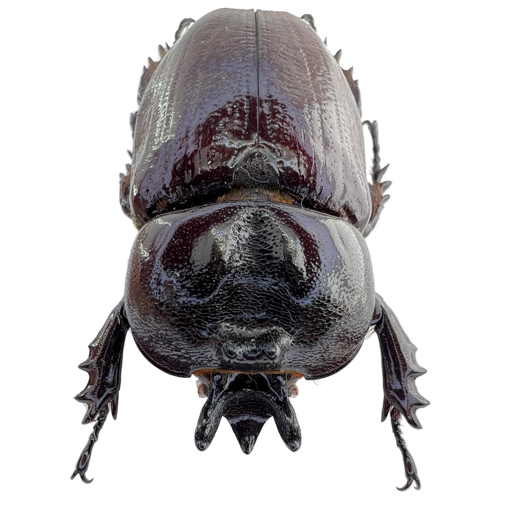 Homophileurus waldenfelsi