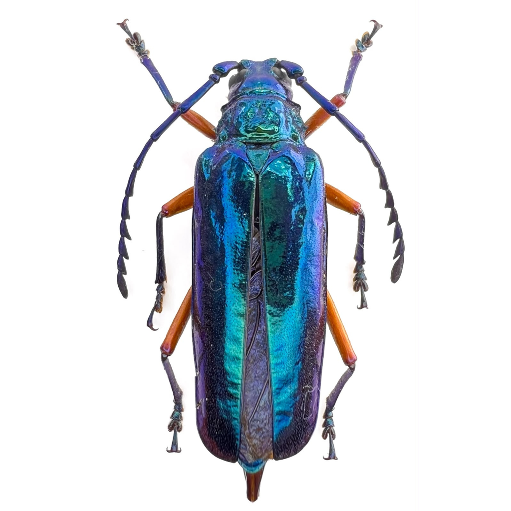 Hovorelus splendidus / Female