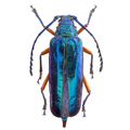 Hovorelus splendidus / Female
