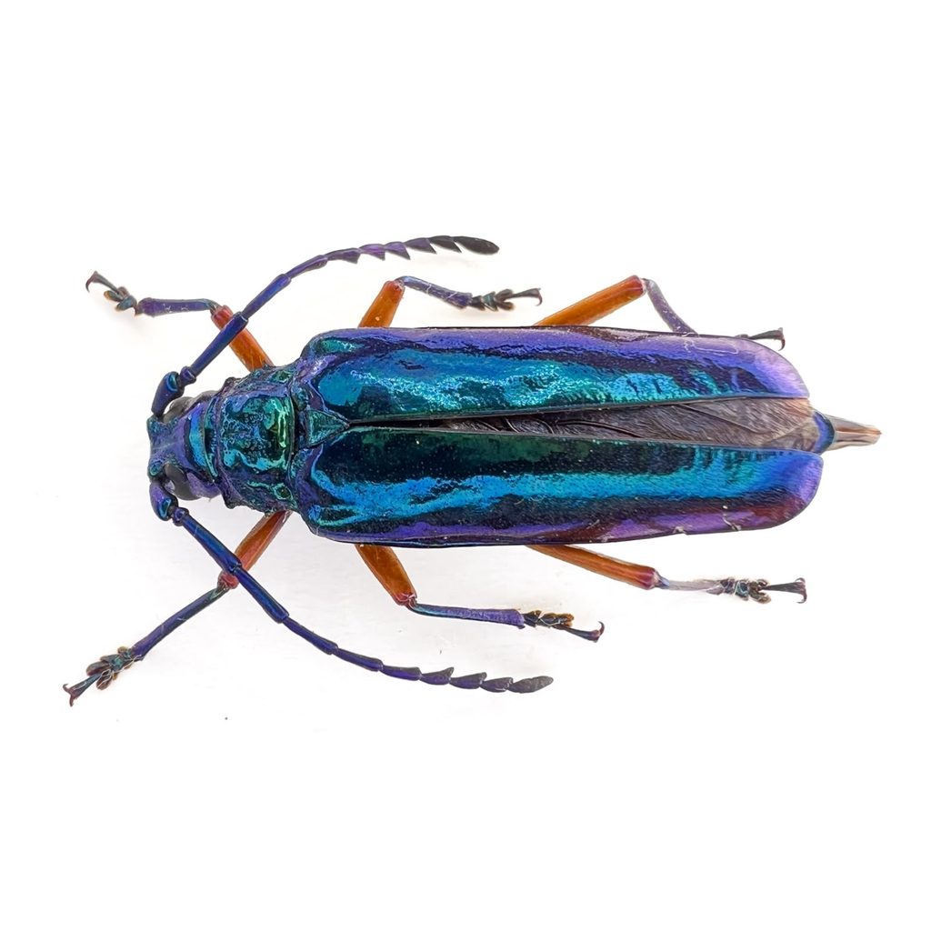 Hovorelus splendidus / Female