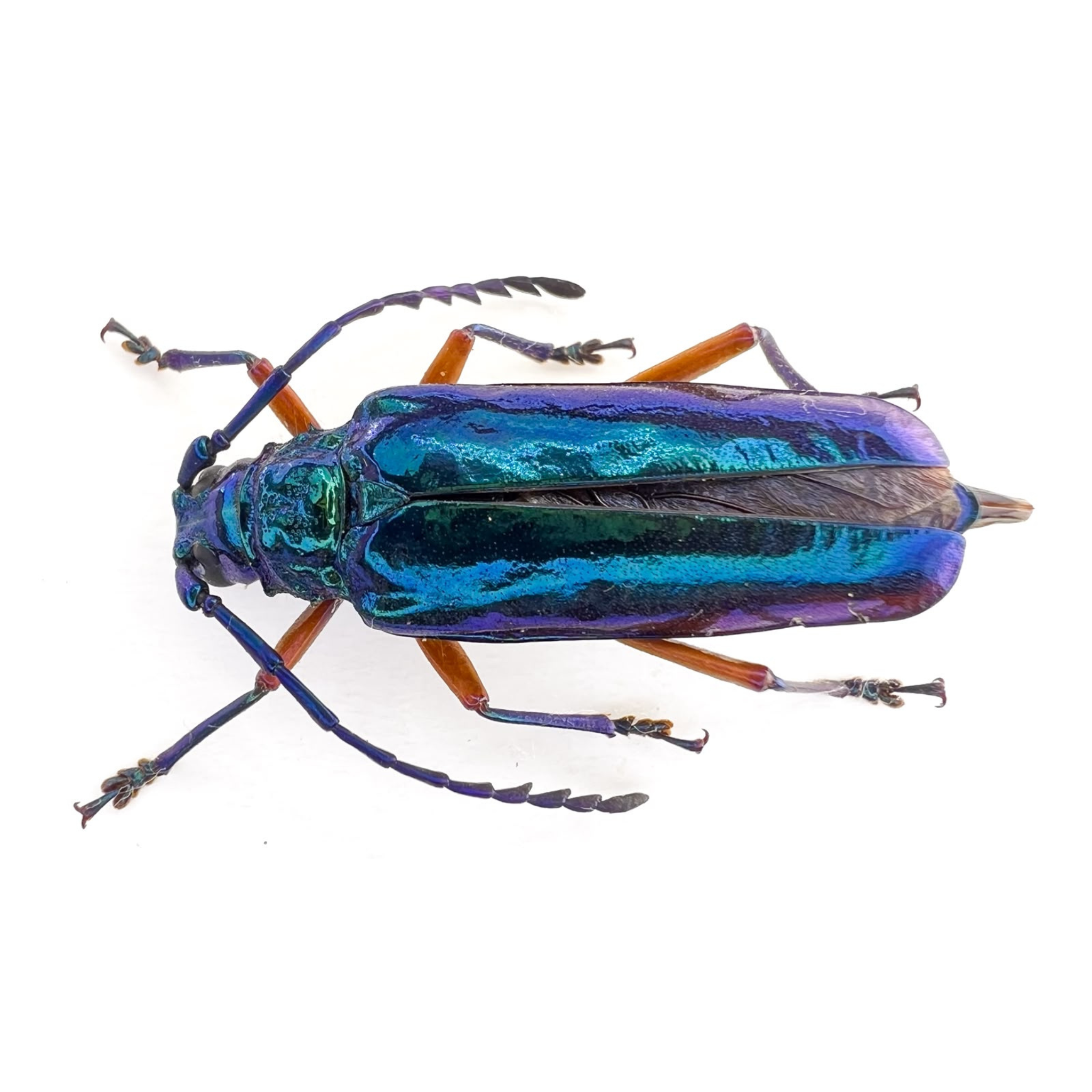 Hovorelus splendidus / Female