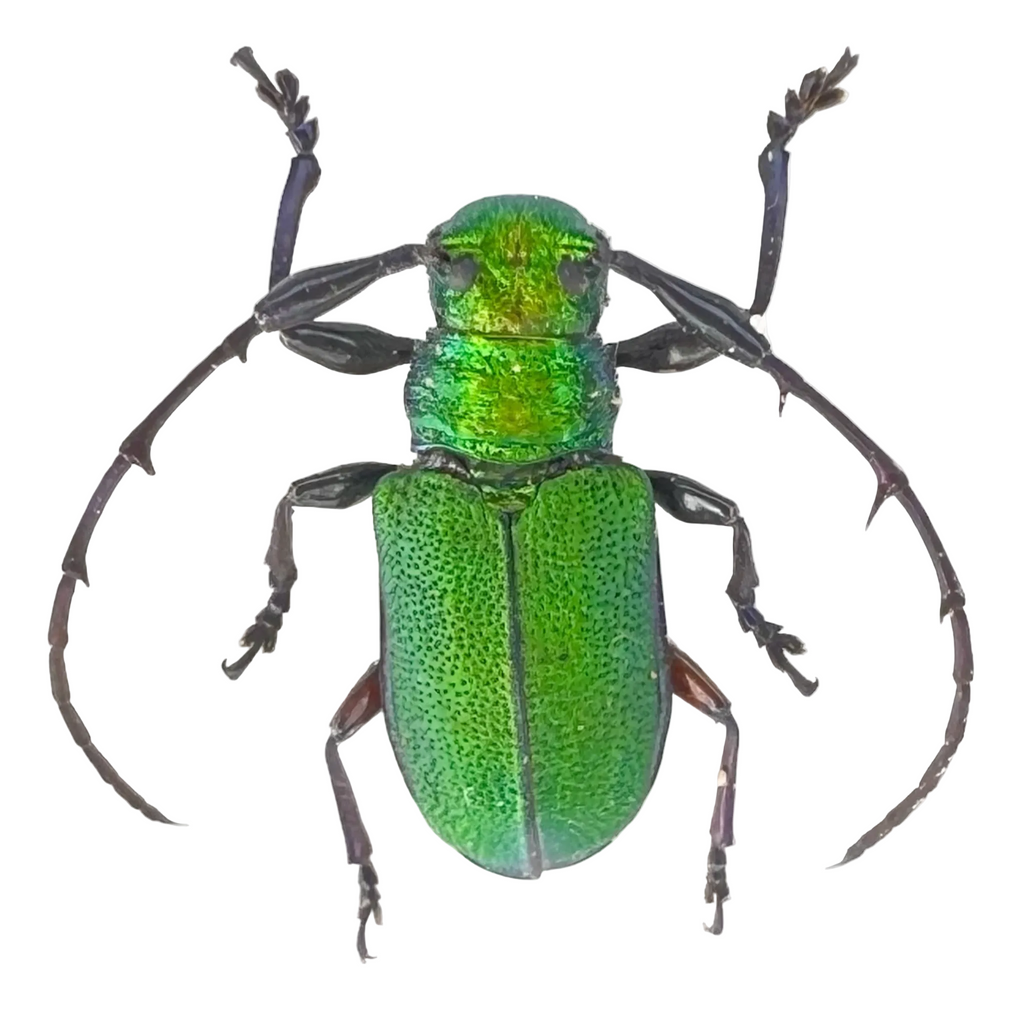 Hoplistocerus dives