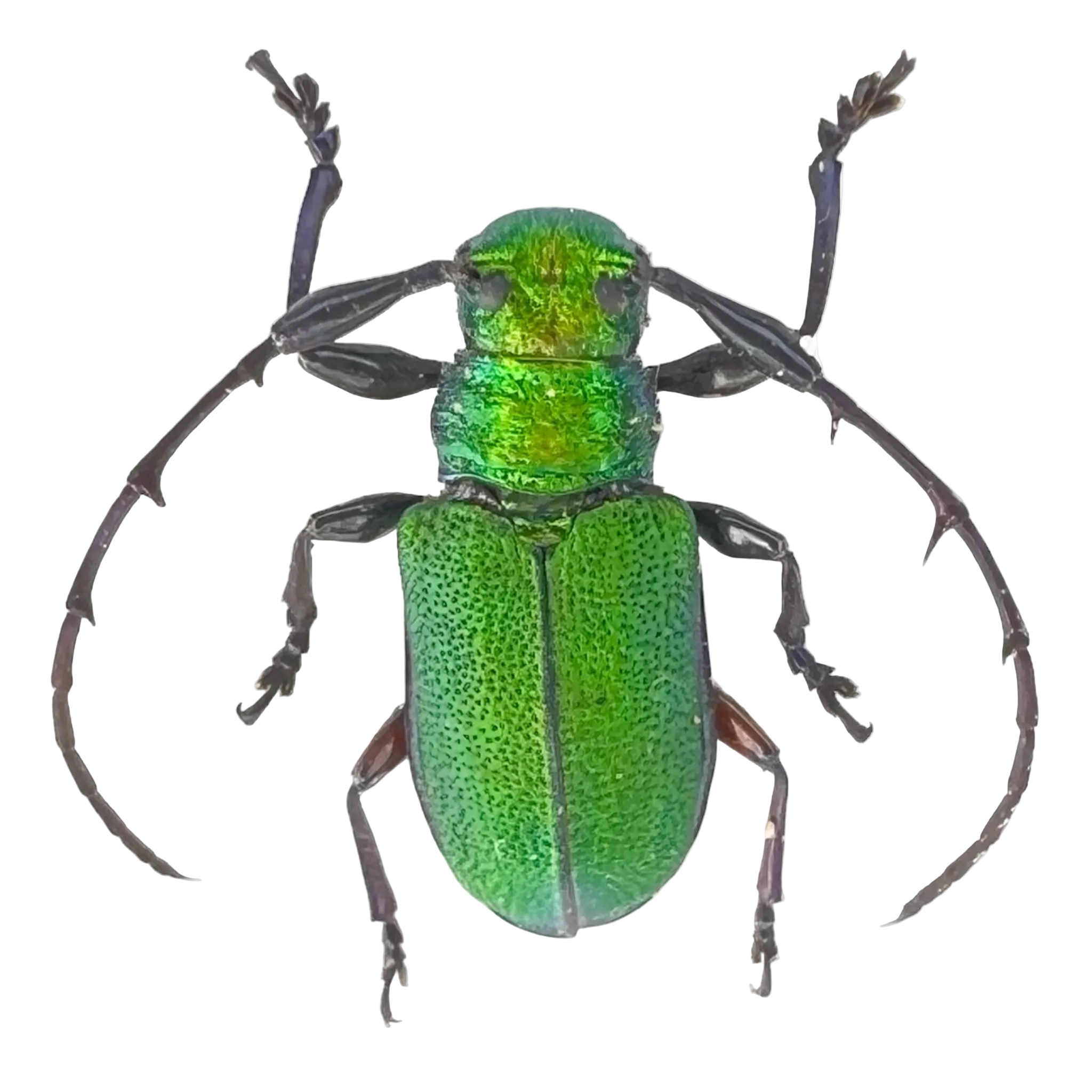 Hoplistocerus dives