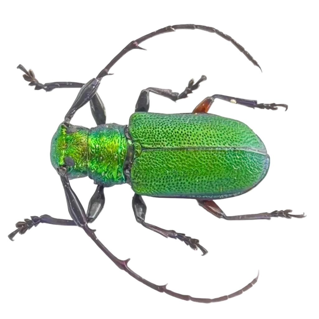 Hoplistocerus dives