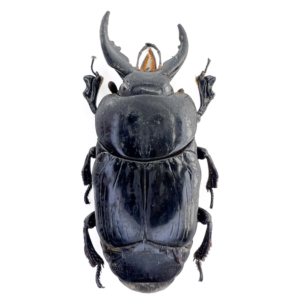 Oxysternus maximus