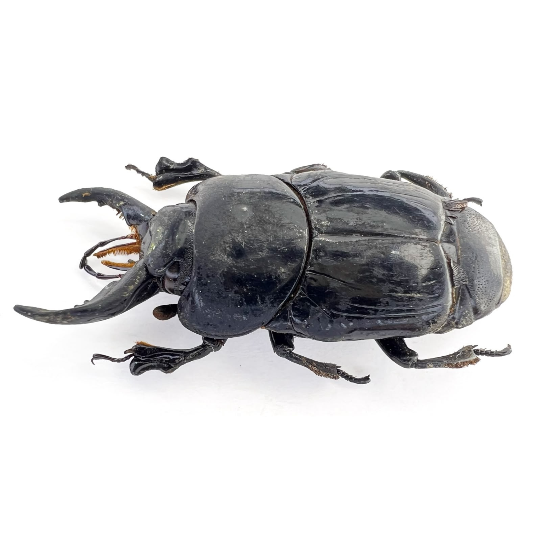 Oxysternus maximus