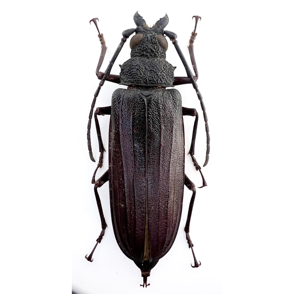 Stictosomus semicostatus