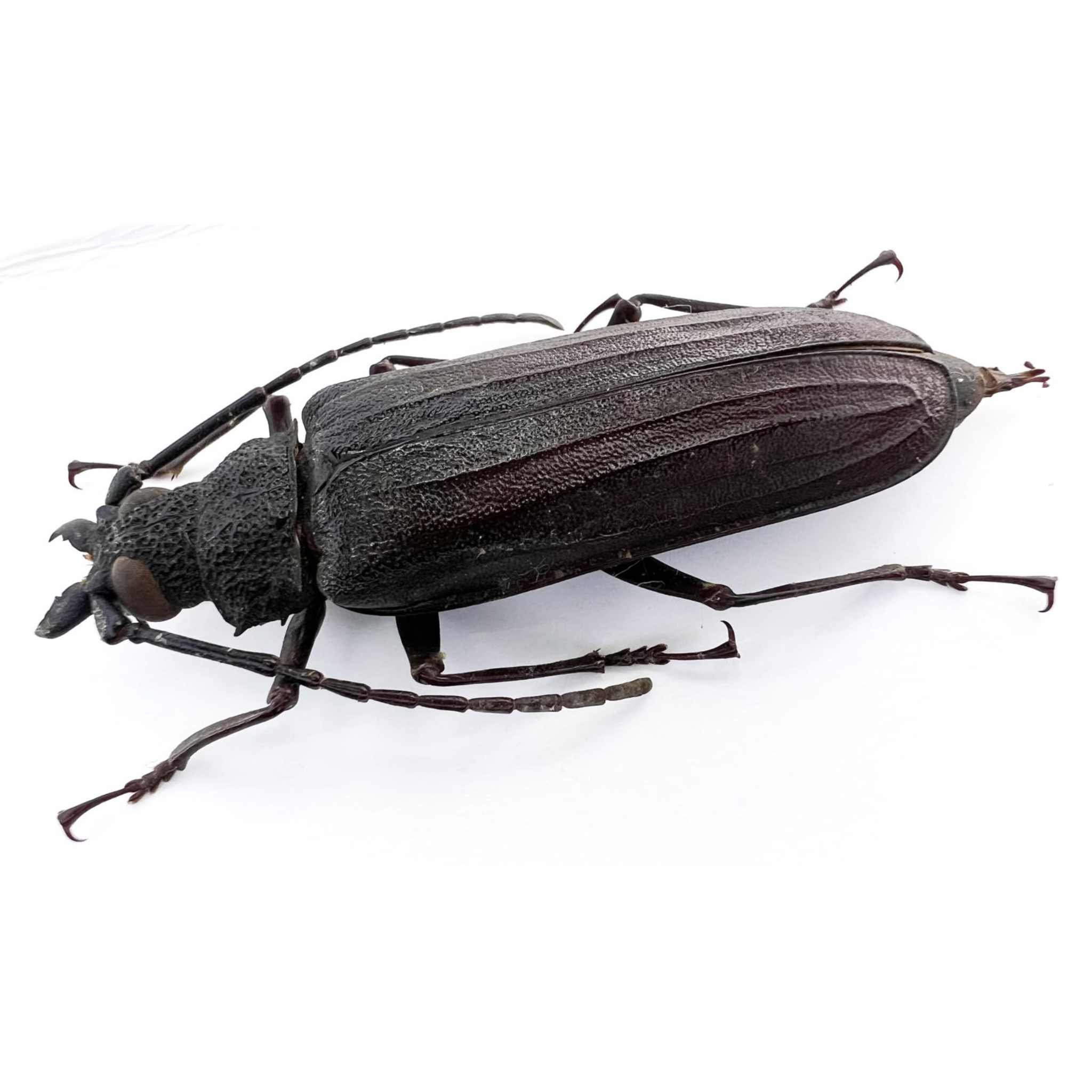 Stictosomus semicostatus