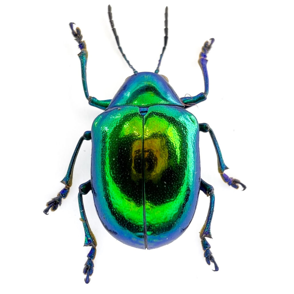 Eumolpus sp? FROM ÓBIDOS
