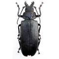 Physopleurus rugosus 83mm!! BIG!! FEMALE