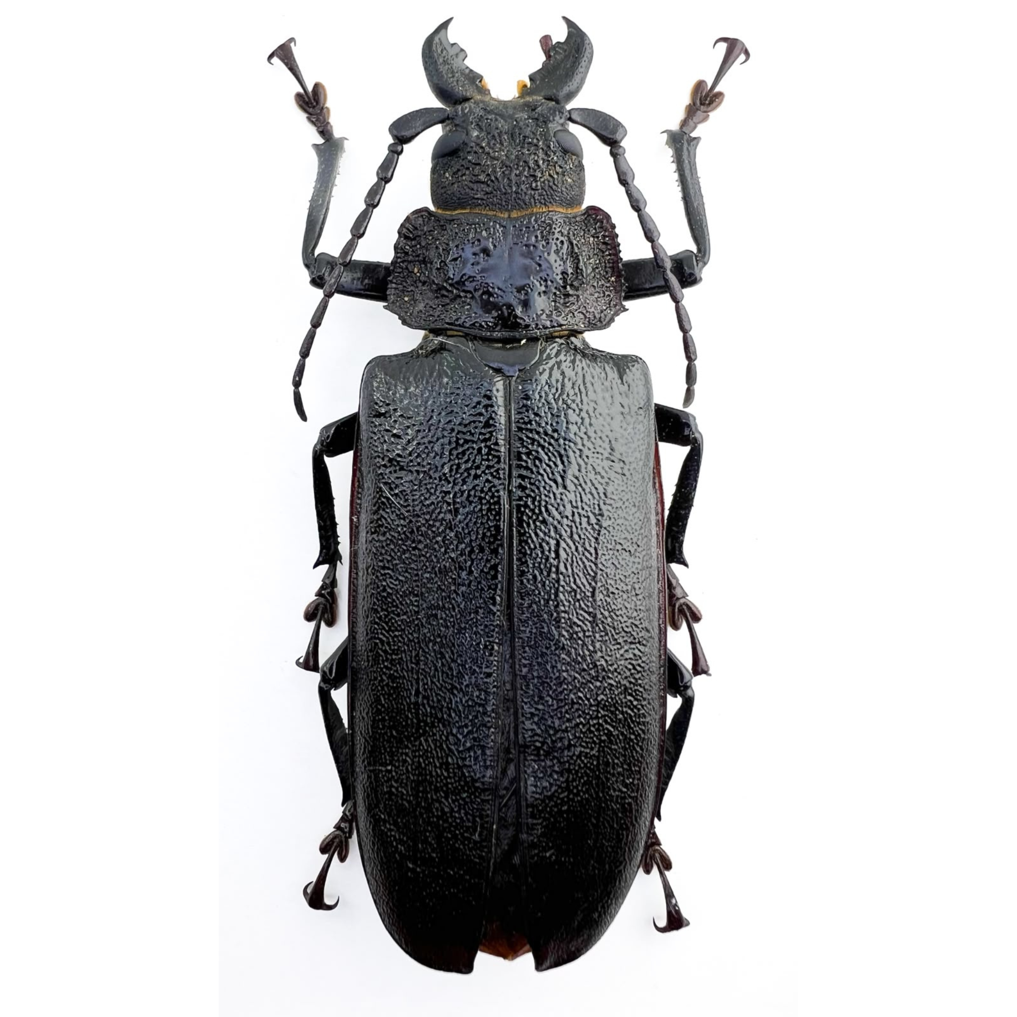 Physopleurus rugosus 83mm!! BIG!! FEMALE