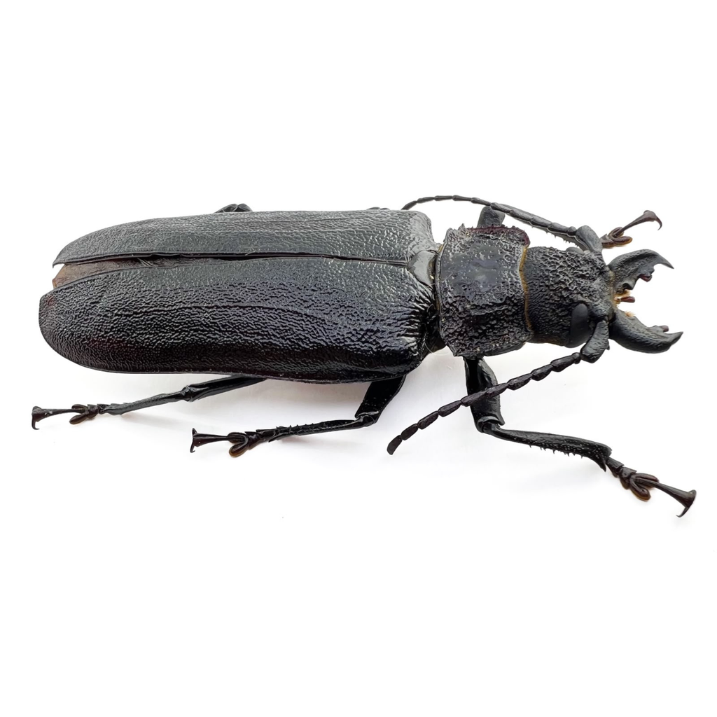 Physopleurus rugosus 83mm!! BIG!! FEMALE