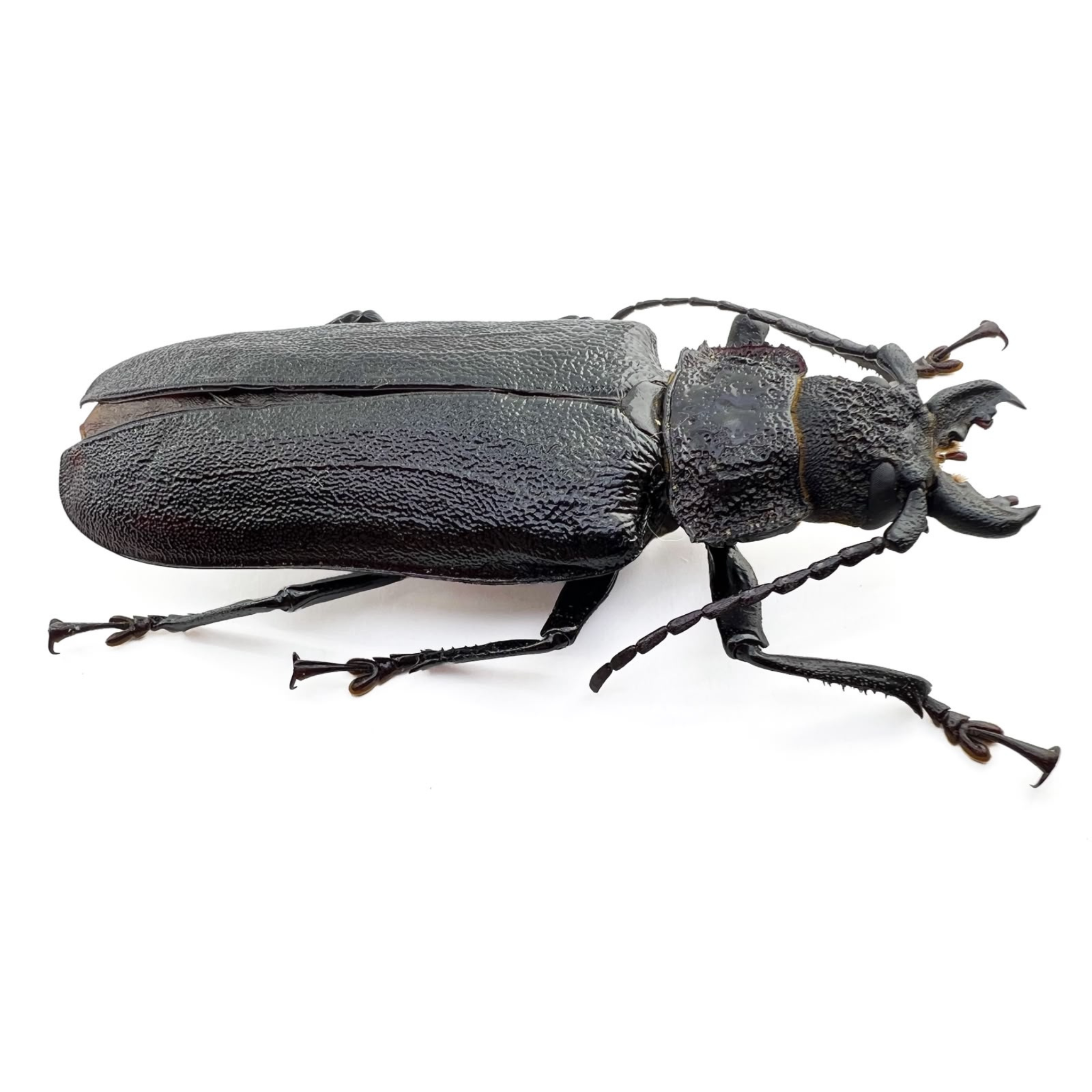 Physopleurus rugosus 83mm!! BIG!! FEMALE