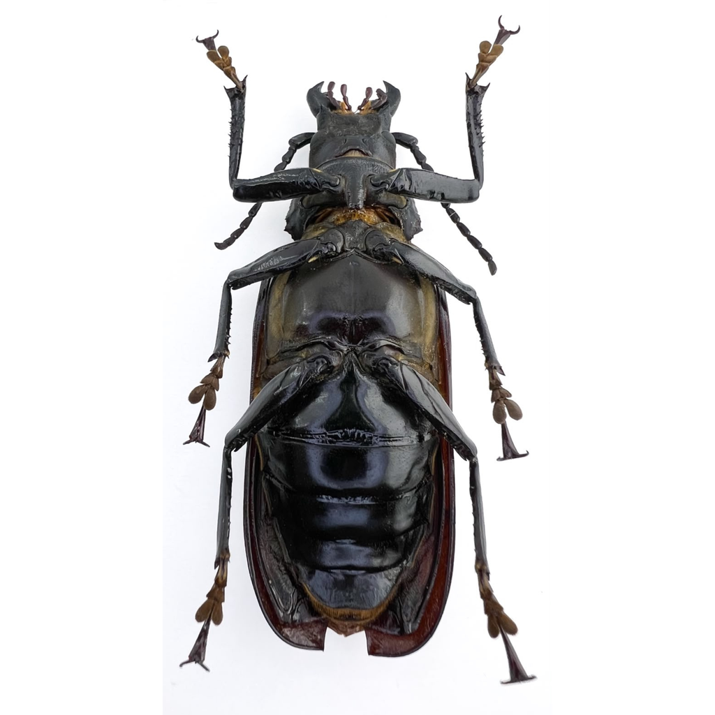 Physopleurus rugosus 83mm!! BIG!! FEMALE