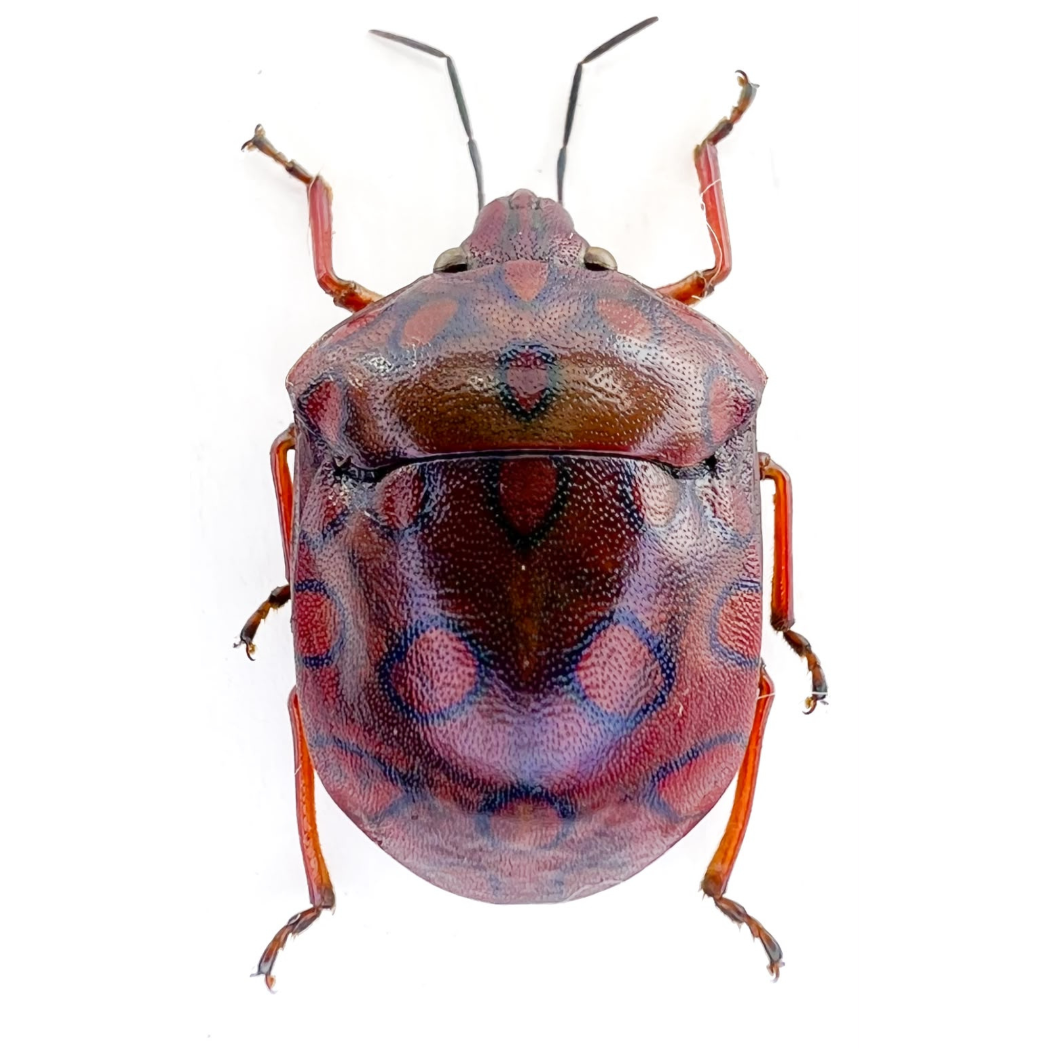 Pachycoris sp? FROM ÓBIDOS