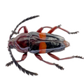 Lissonotus zellibori  FROM ÓBIDOS-BRAZIL