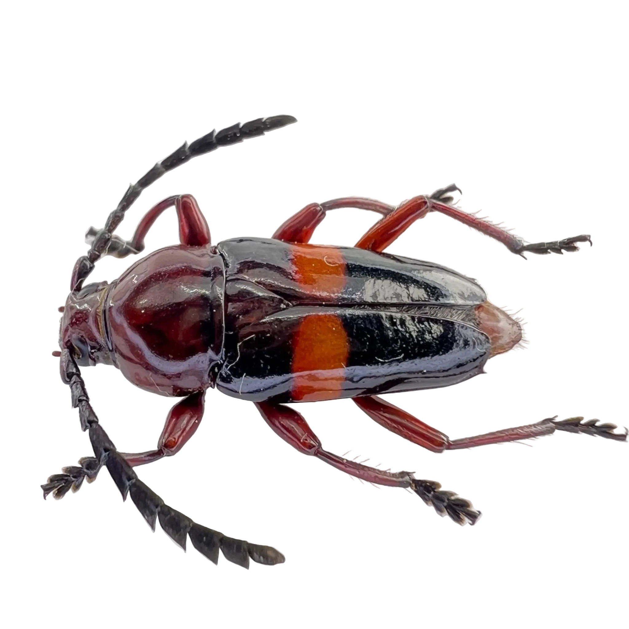 Lissonotus zellibori  FROM ÓBIDOS-BRAZIL