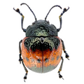 Chrysomelidae sp? Rare! FROM ÓBIDOS-BRAZIL