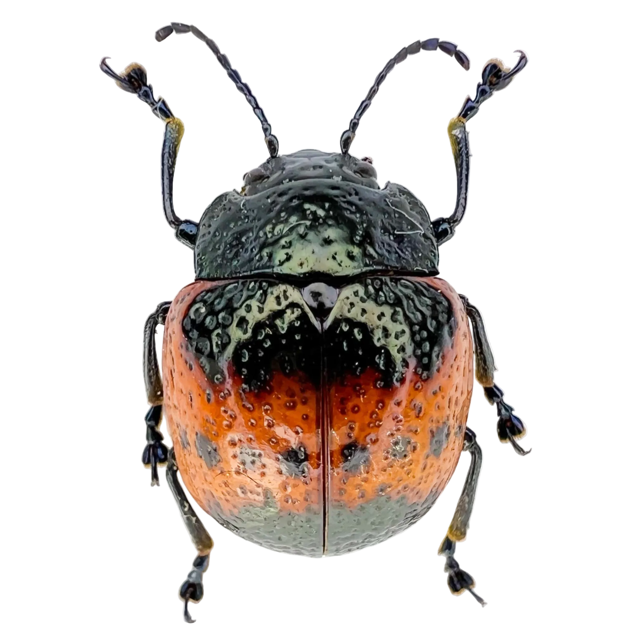 Chrysomelidae sp? Rare! FROM ÓBIDOS-BRAZIL