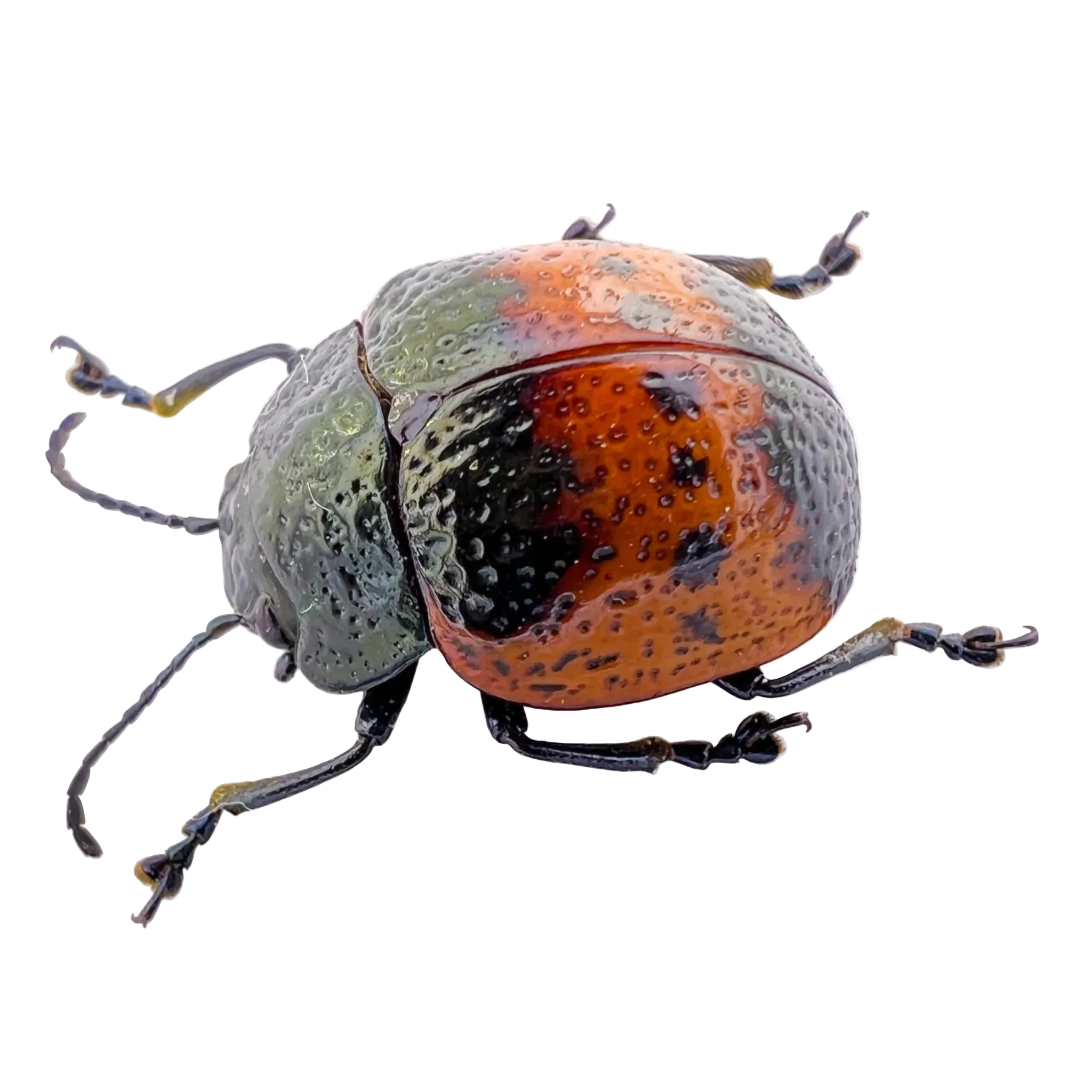 Chrysomelidae sp? Rare! FROM ÓBIDOS-BRAZIL