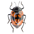 Chrysomelidae sp? FROM ÓBIDOS-BRAZIL