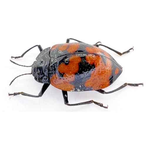 Chrysomelidae sp? FROM ÓBIDOS-BRAZIL