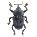 Curculionidae  sp.  ÓBIDOS-BRAZIL