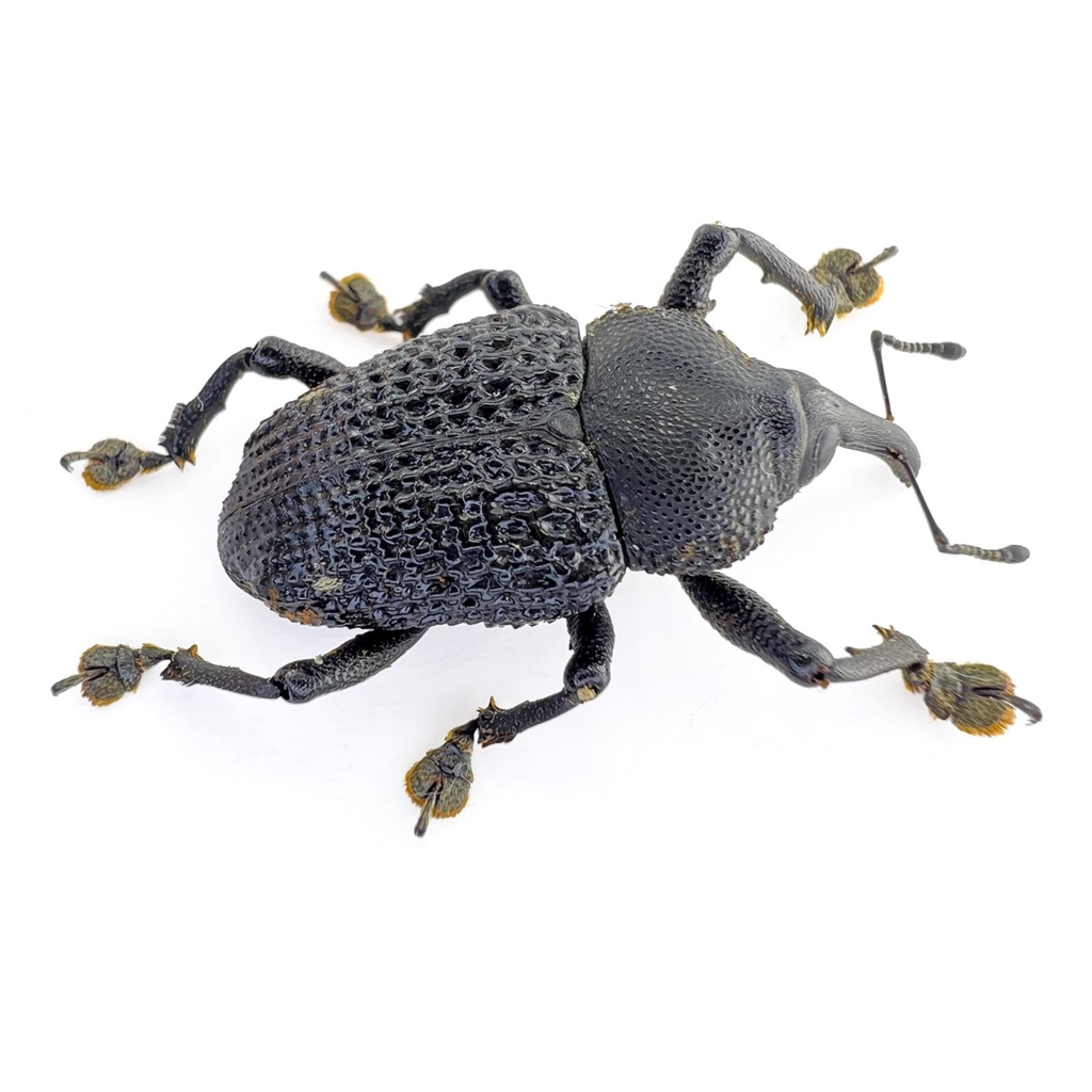 Curculionidae  sp.  ÓBIDOS-BRAZIL