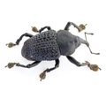 Curculionidae  sp.  ÓBIDOS-BRAZIL