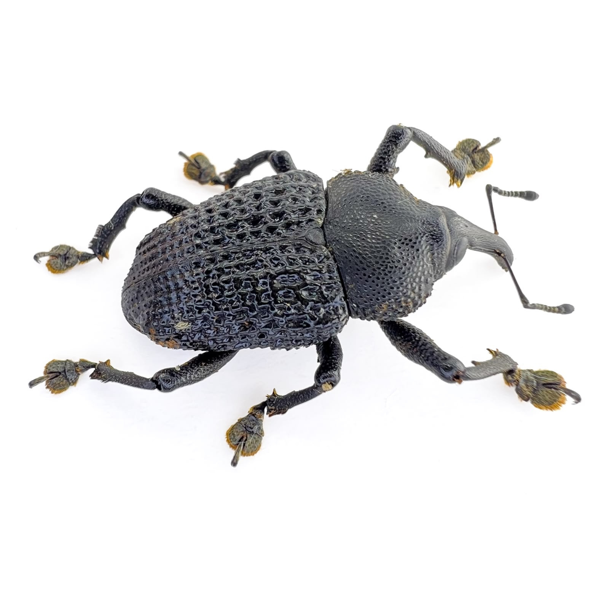 Curculionidae  sp.  ÓBIDOS-BRAZIL
