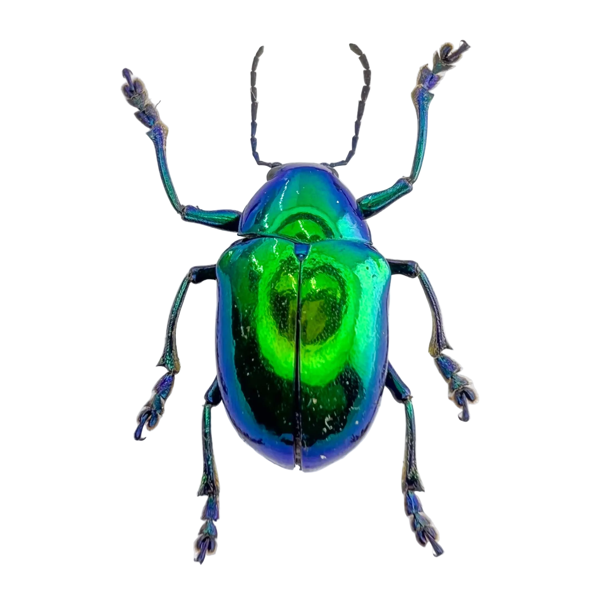 Eumolpus sp. FROM ÓBIDOS-BRAZIL