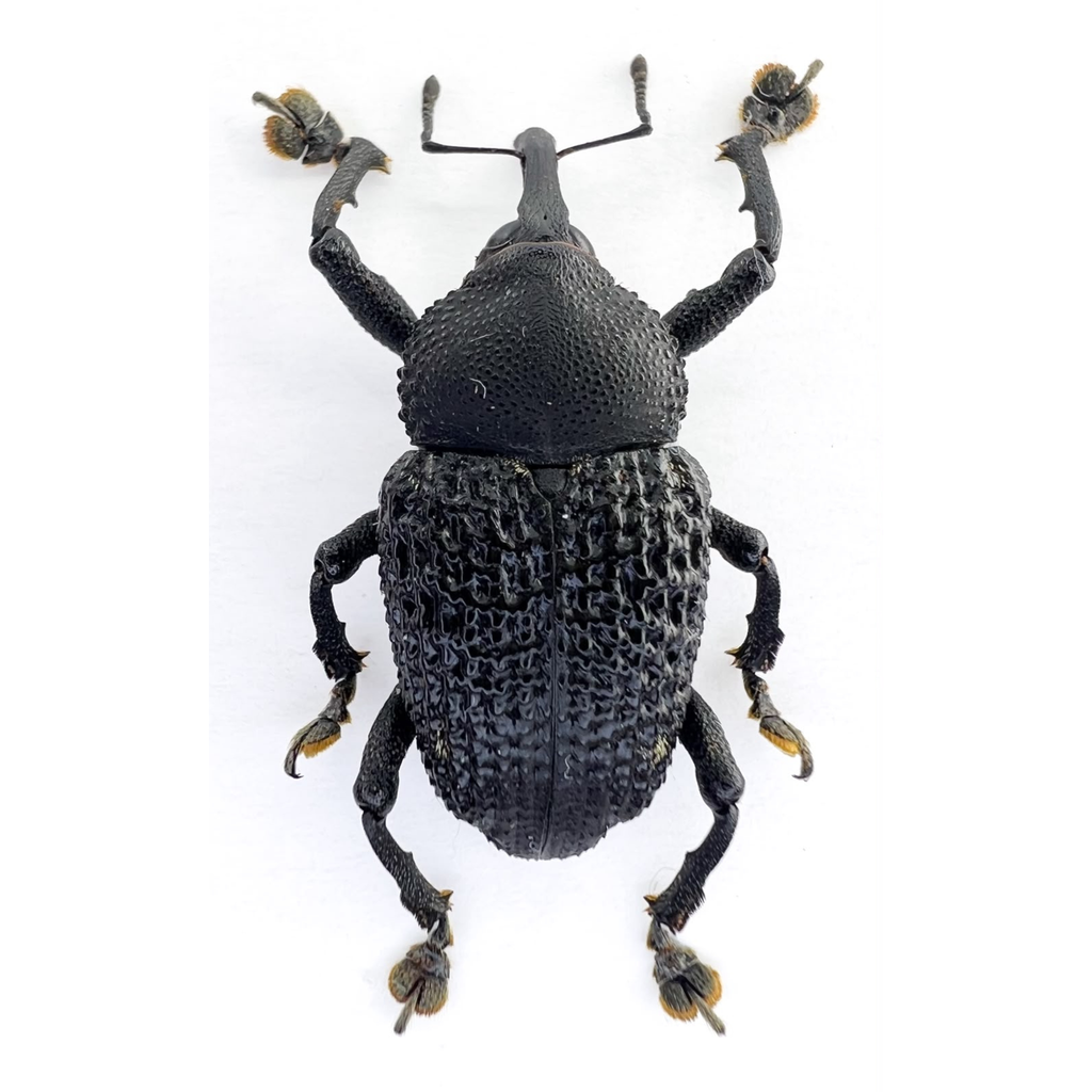 Curculionidae sp.  FROM ÓBIDOS-BRAZIL